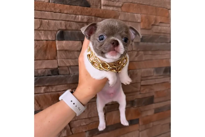 $350 : Cachorros Chihuahua en venta image 4