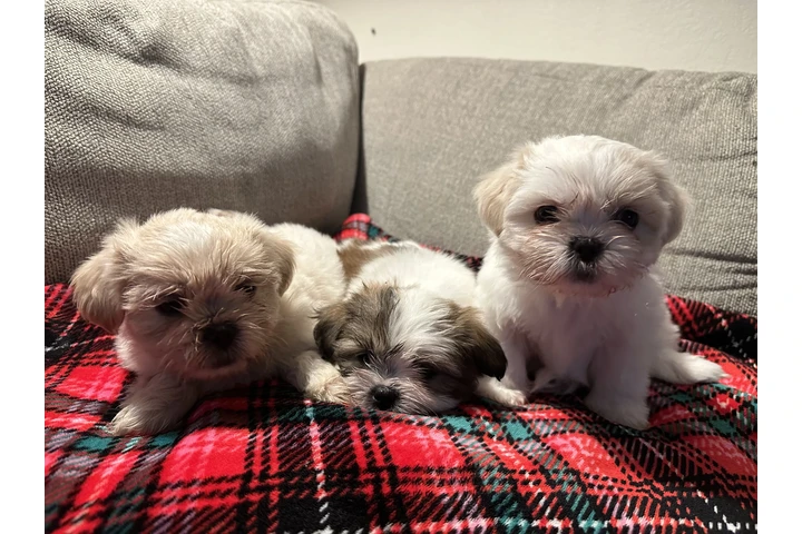 $1500 : Shitzu image 6