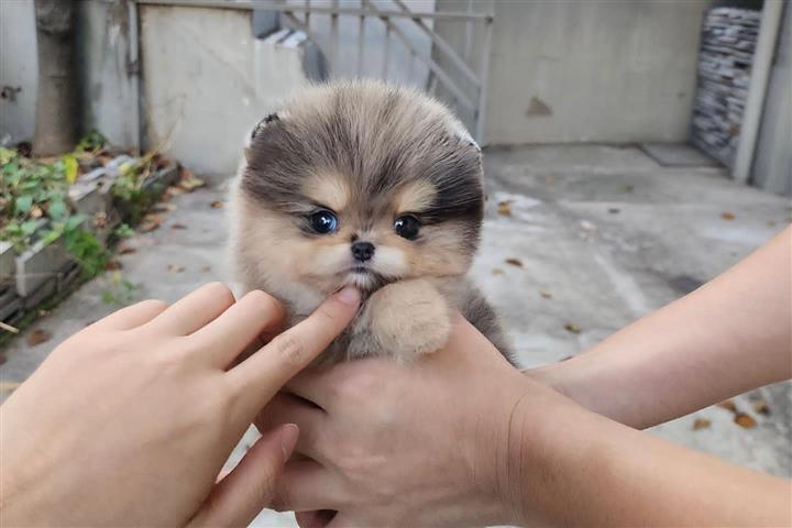 $250 : Pomeranian puppies teacup image 7