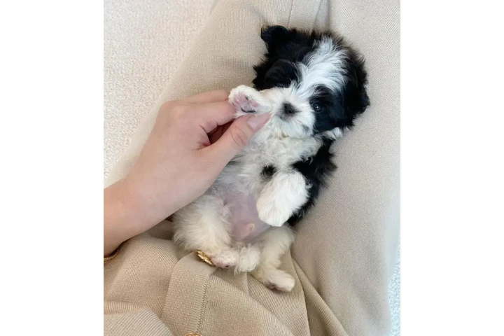 $400 : Poodle puppy for adoption image 2