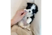 $400 : Poodle puppy for adoption thumbnail