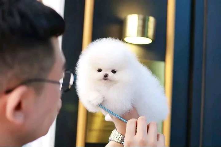 $480 : French bulldog and Pomeranian image 5