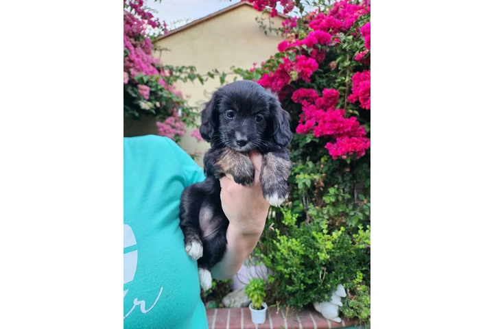 $350 : PERRITAS ADORABLES image 3