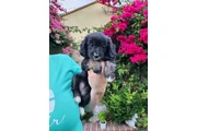 $350 : PERRITAS ADORABLES thumbnail