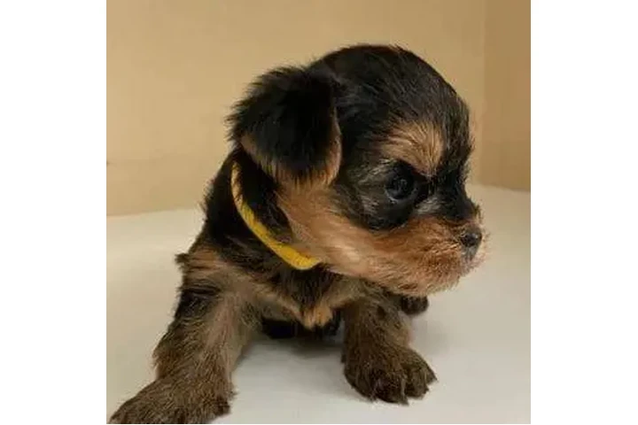 Teacup & Toy Yorkie Puppies image 2