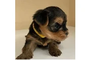 Teacup & Toy Yorkie Puppies thumbnail