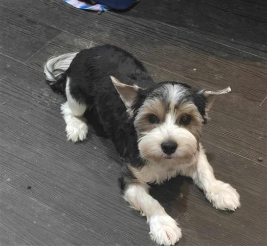 $800 : Male Biewer terrier image 1