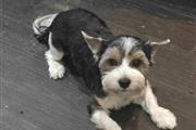 Male Biewer terrier