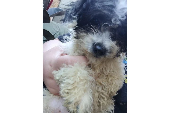 $100 : MINI POODLE MIXTO CON TERRIER image 4