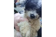 $100 : MINI POODLE MIXTO CON TERRIER thumbnail