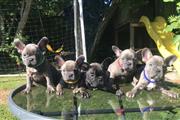 Well Trained French Bulldog thumbnail