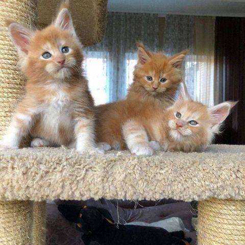 $500 : Cute Maine Coon kittens image 2