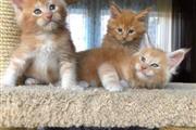 $500 : Cute Maine Coon kittens thumbnail