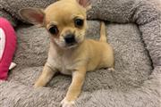 $500 : chihuahua puppies puppies thumbnail