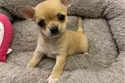 $500 : chihuahua puppies puppies thumbnail