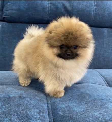 $250 : Teacup Pomeranian Puppies image 3