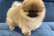 $250 : Teacup Pomeranian Puppies thumbnail