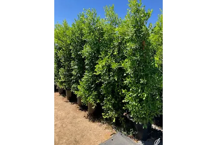 PITAYOS D JALISCO TERE GALVAN image 6