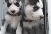 Siberian Husky Puppies for Ado en Birmingham