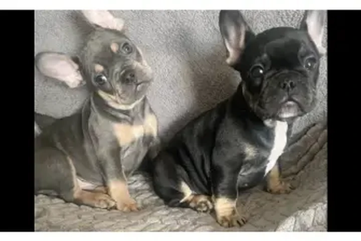 $1100 : FRENCH BULL DOG PUPPIES 8 wks image 2