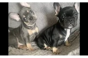 $1100 : FRENCH BULL DOG PUPPIES 8 wks thumbnail