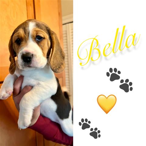 $800 : Beagles puppies Princesss image 1