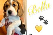 Beagles puppies Princesss