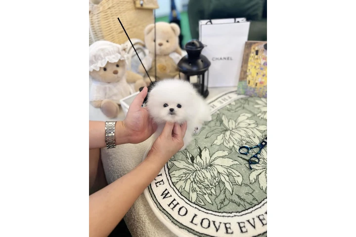 $300 : Pomeranian puppy for sale image 3