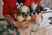 Adorable Male And Female Shih