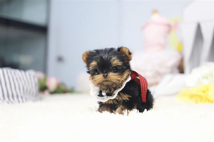 $350 : Yorkies a la venta image 1