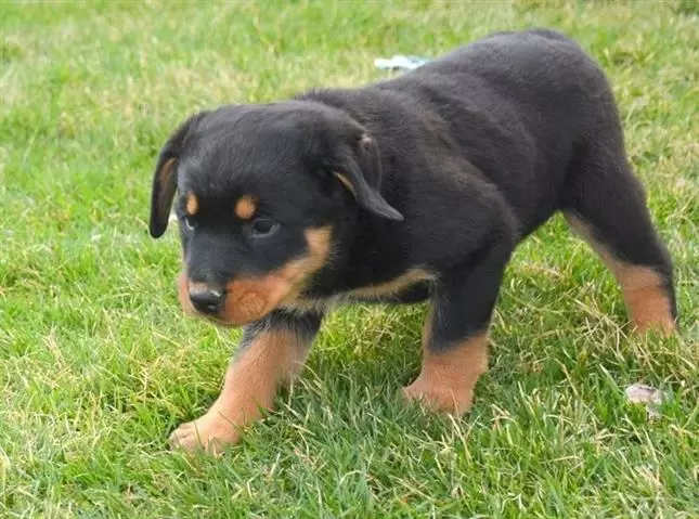 $500 : Rottweilers negros y marrones image 3