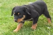 $500 : Rottweilers negros y marrones thumbnail