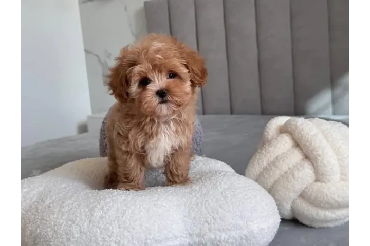 $350 : adorable Maltipoo image 1