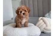 adorable Maltipoo en Lexington