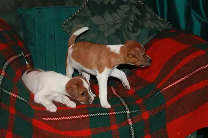 $600 : buy Jack Russell puppies image 2