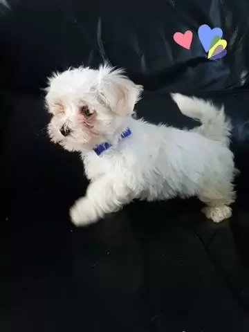 $600 : Secured Maltese puppies image 3