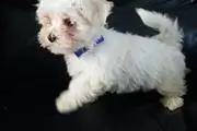$600 : Secured Maltese puppies thumbnail