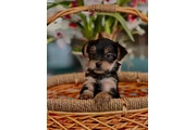 $400 : Adorable Yorkshire Terrier pup thumbnail