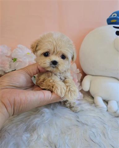 $350 : Maltipoo image 2