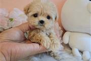 $350 : Maltipoo thumbnail