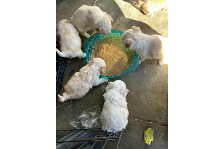 $450 : Maltipoo image 2