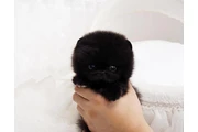 Micro Pomerania en Washington DC