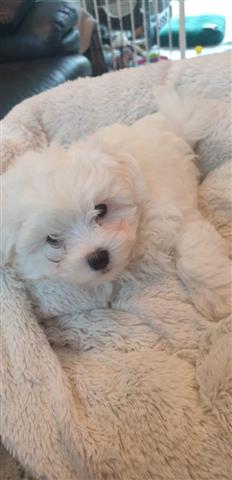 $600 : Maltese puppies for Rehoming. image 2