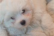 $600 : Maltese puppies for Rehoming. thumbnail