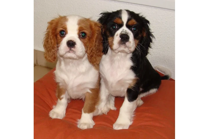 $750 : Puppies image 1