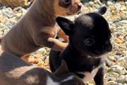 $350 : chihuahua en venta thumbnail