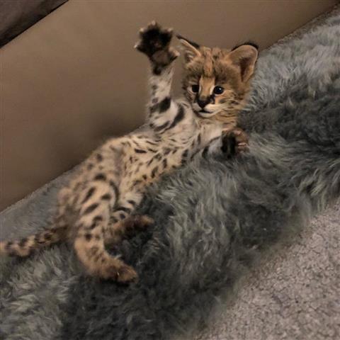 $850 : Adorable #savannah kittens image 1