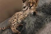 $850 : Adorable #savannah kittens thumbnail
