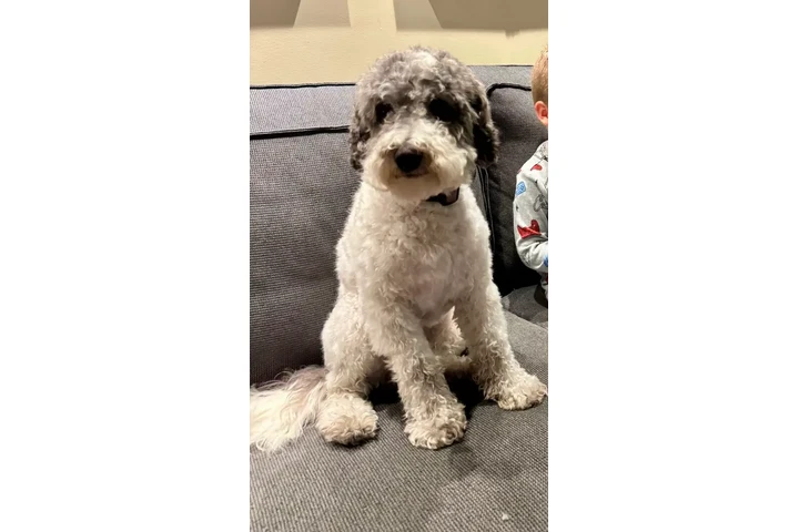 $1700 : 3 mini whoodle puppies. image 2