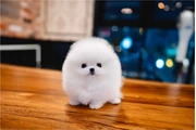 cachorros de Pomerania